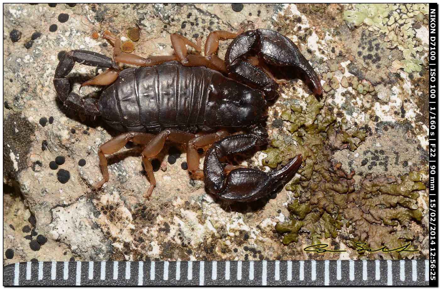 Euscorpius flavicaudis da Alghero (SS)